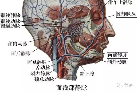牙醫(yī)基礎(chǔ)知識(shí)：口腔頜面部應(yīng)用解剖生理