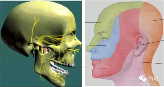 牙醫(yī)基礎(chǔ)知識(shí)：口腔頜面部應(yīng)用解剖生理
