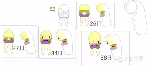 【愛牙科普知識300問】之 &ldquo;口腔是怎樣形成發(fā)育和工作的？&rdquo;