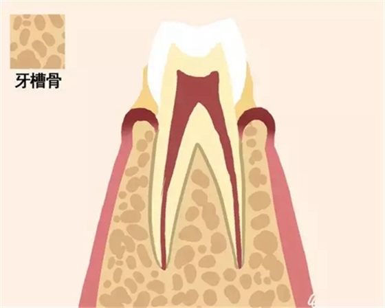 【愛牙科普】牙齒是如何脫落的… 【愛牙科普】牙齒是如何脫落的…