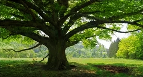 5.webp.jpg 5.webp.jpg