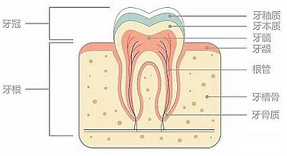 醫(yī)生方案里的鄰面去釉，究竟是什么？