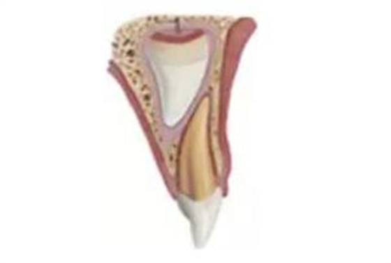 臨床實(shí)踐|乳牙外傷處理指引(值得兒牙醫(yī)生收藏) 臨床實(shí)踐|乳牙外傷處理指引(值得兒牙醫(yī)生收藏)