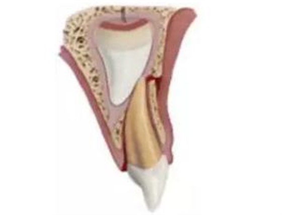 臨床實(shí)踐|乳牙外傷處理指引(值得兒牙醫(yī)生收藏) 臨床實(shí)踐|乳牙外傷處理指引(值得兒牙醫(yī)生收藏)