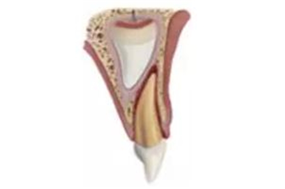 臨床實(shí)踐|乳牙外傷處理指引(值得兒牙醫(yī)生收藏) 臨床實(shí)踐|乳牙外傷處理指引(值得兒牙醫(yī)生收藏)