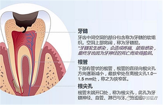 廠家來解說:多頻技術(shù)的根管長度測定儀 廠家來解說:多頻技術(shù)的根管長度測定儀