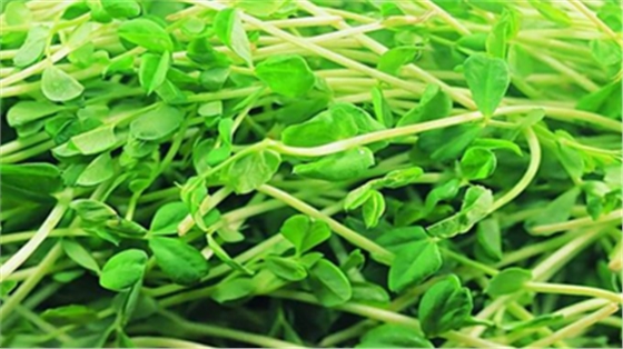 你知道綠豆芽是怎么種出來(lái)的嗎？疫情當(dāng)前解決吃菜問(wèn)題