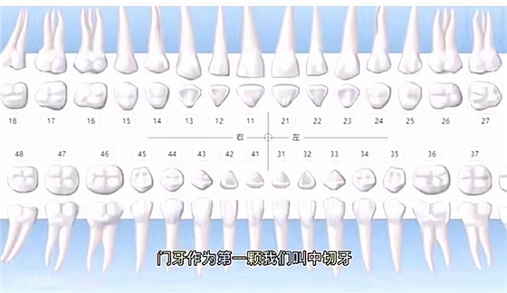 牙齒方位圖 牙齒方位圖