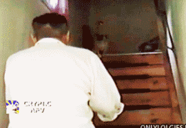 狗狗對人的最大的信任，莫過于把自己交給你