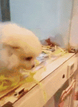 狗狗對人的最大的信任，莫過于把自己交給你