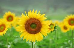 360截圖20170120112523479.jpg 360截圖20170120112523479.jpg