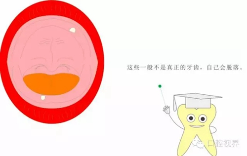 【愛(ài)牙科普知識(shí)300問(wèn)】之 &ldquo;口腔是怎樣形成發(fā)育和工作的？&rdquo;