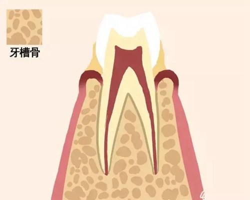 【愛(ài)牙科普】牙齒是如何脫落的&hellip;