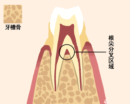 【愛(ài)牙科普】牙齒是如何脫落的&hellip;