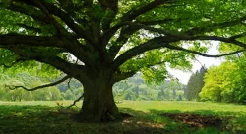 5.webp.jpg 5.webp.jpg