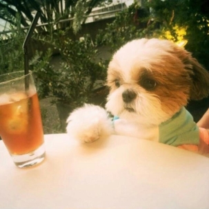 小狗圖片 小狗圖片