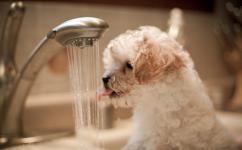 小狗圖片 小狗圖片