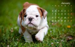 小狗圖片 小狗圖片