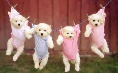 小狗圖片 小狗圖片