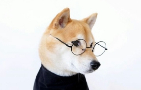 小狗圖片 小狗圖片