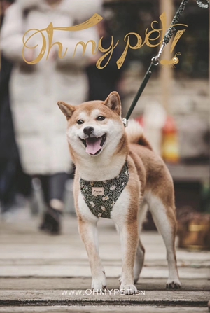 小狗圖片 小狗圖片