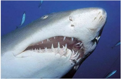 固定假牙(烤瓷牙)的致命缺點 固定假牙(烤瓷牙)的致命缺點