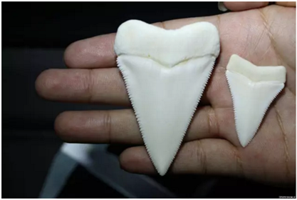 固定假牙(烤瓷牙)的致命缺點 固定假牙(烤瓷牙)的致命缺點