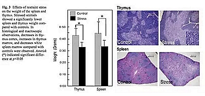 正畸文獻(xiàn)閱讀--磨牙癥影響大鼠的應(yīng)激反應(yīng) 正畸文獻(xiàn)閱讀--磨牙癥影響大鼠的應(yīng)激反應(yīng)