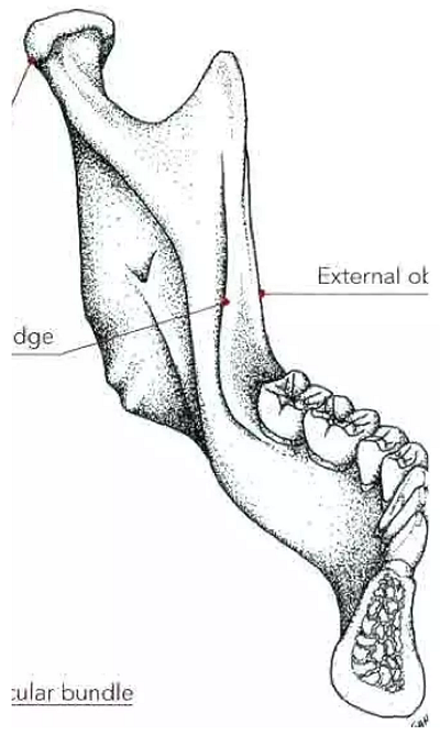 種植手術(shù)的12個(gè)重要操作 種植手術(shù)的12個(gè)重要操作
