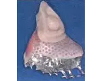 神奇的口腔「3D」 革命 神奇的口腔「3D」 革命