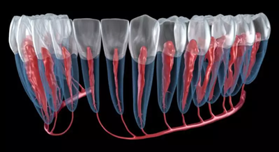 種植體與神經(jīng)管的「相愛相殺」 種植體與神經(jīng)管的「相愛相殺」