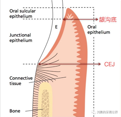 牙周解剖(一):角化齦和附著齦爭議總結(jié) 牙周解剖(一):角化齦和附著齦爭議總結(jié)