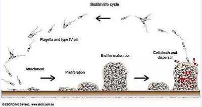 別忽視牙椅水路的清洗消毒 別忽視牙椅水路的清洗消毒