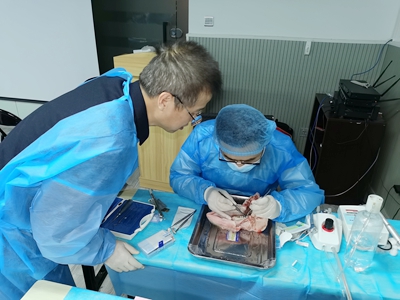 張東星老師上海微創(chuàng)拔牙實(shí)操風(fēng)采 張東星老師上海微創(chuàng)拔牙實(shí)操風(fēng)采