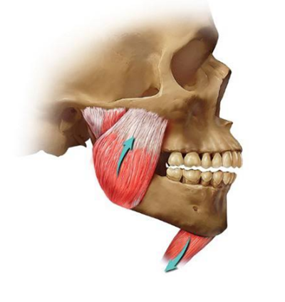 如何利用垂直距離解決好臨床問題 如何利用垂直距離解決好臨床問題