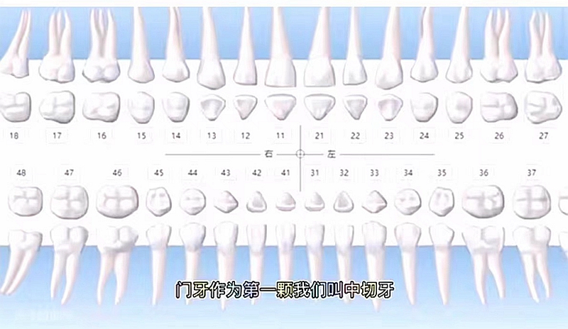牙齒方位圖