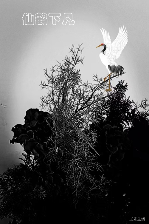 口腔預防 口腔預防